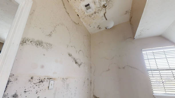 Professional Mold Removal in Huron, SD